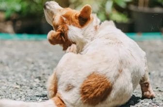 Wie können Sie die Haut- und Fellgesundheit Ihres Haustieres auf natürliche Weise verbessern?