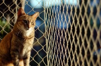 Top-Smart-Gadgets für Haustiere für mehr Sicherheit und Schutz